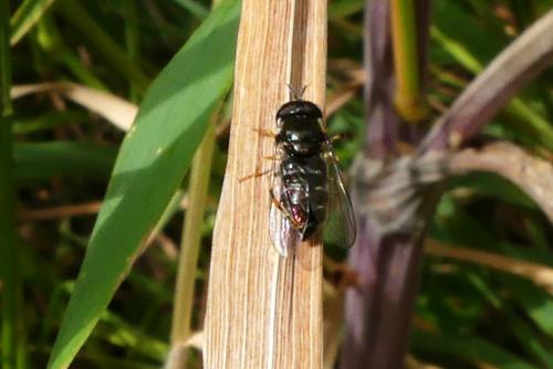 Réf. 271 620 : Paragus sp.